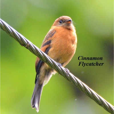 Cinnamon Flycatcher